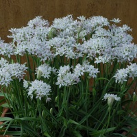 Allium  'Cameleon' Photo: J. Amand